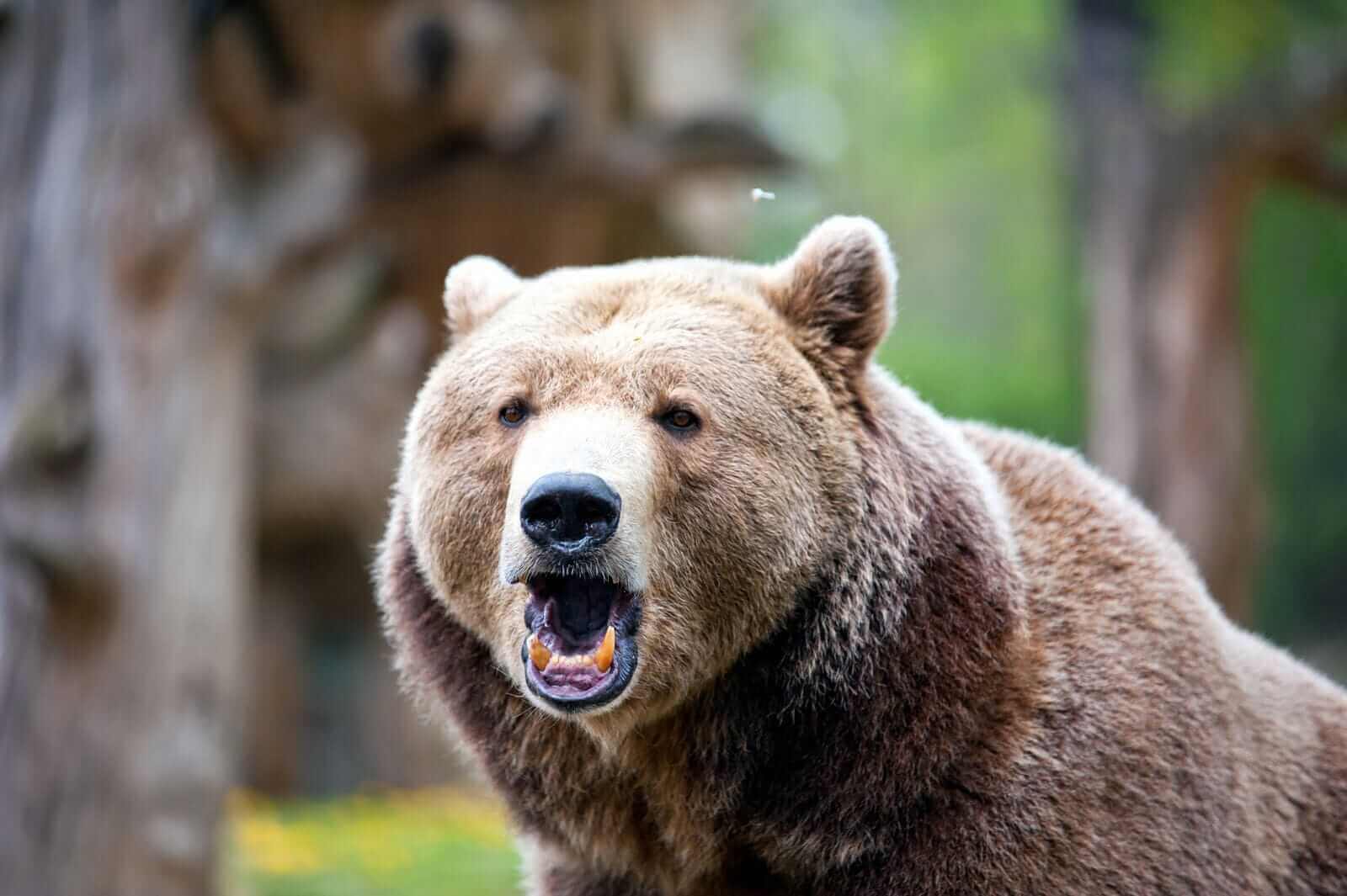 Roaring brown bear by Borzywoj via iStock